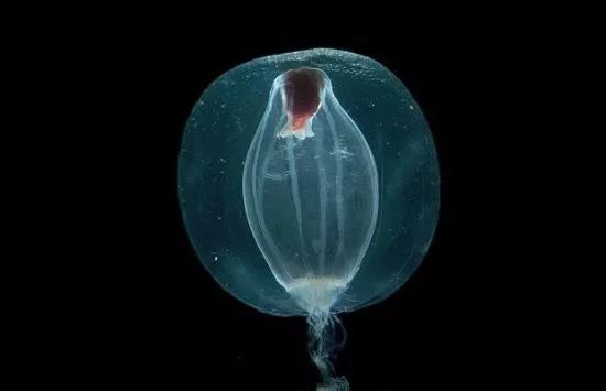 很多海洋里的生物都没有寿命限制，它们为什么可以永生？-零度空间